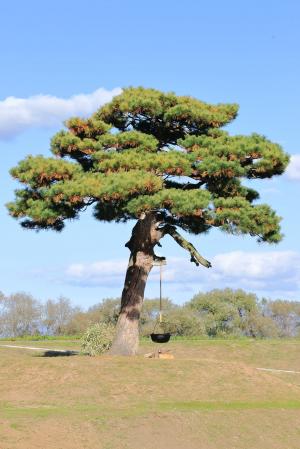 背景に青空が広がる中、地面から一番近い枝から紐で黒い芋煮鍋を吊るしている幹の太い松の木の写真
