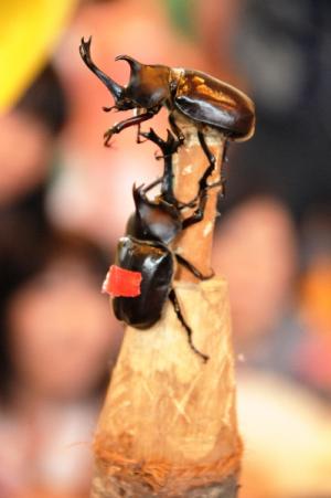 鉛筆状に木を削って作られたかぶと虫相撲の土俵上で、土俵の下から背中に赤いテープをつけたかぶと虫が、頂上にいるかぶと虫を狙っている様子の写真
