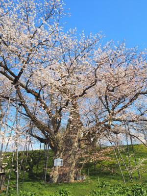 真っ青な青空の下、たくさんのパイプ状の棒に支えられながら、満開の花を咲かせるお達磨の桜の写真