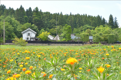 緑豊かな木々を背景に、黒い塀越しに白い蔵が見える旧柏倉家の住宅があり、手前には赤や黄色の紅花が咲き誇っている写真