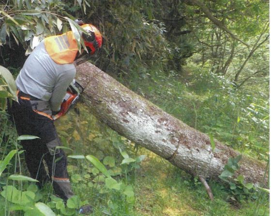 倒木除去
