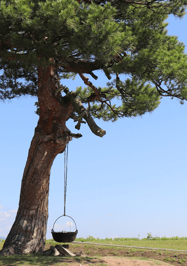 草原に鍋がぶら下がっている木の画像