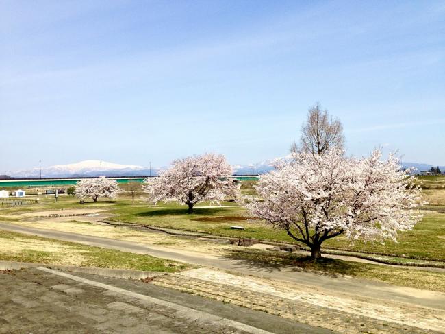長崎大橋を背景に広々とした芝生と3本の満開の桜が植えられているせせらぎ公園を前方にある階段上から撮影した写真
