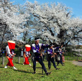 青空の下、満開に咲き誇る桜の木々の下で、後列に赤・白を基調とした衣装の早乙女が、前列にテデ棒を持った青・紫・黒を基調とした衣装のテデ衆が並び、舞を披露している様子の写真