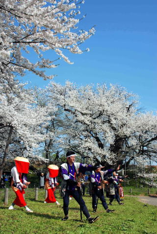 青空の下、満開に咲き誇る桜の木々を背景に、後列には赤・白を基調とした衣装の早乙女が、前列にはテデ棒を持った青・紫・黒を基調とした衣装のテデ衆の方が舞を披露している様子の写真
