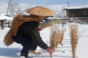 笠と蓑笠と蓑を身に付けた男性が、雪が積もった畑の中で茶色の稲の束を右手で抜こうとしている様子の写真