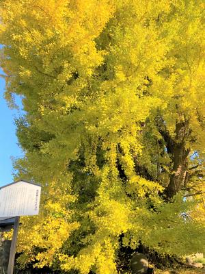 左下に三角屋根の白い案内看板が設置され、上を見上げる様に撮影された紅葉で黄色く色づいた楯の大イチョウの写真