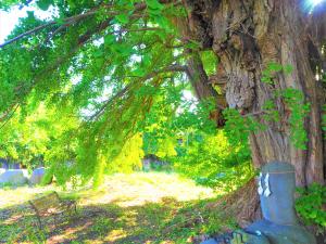 地面に届きそうな緑色の葉の隙間から木漏れ日が差し、右側には、巨大な幹と根元にはしめ縄と紙垂が巻かれた石が佇んでいる様子の写真