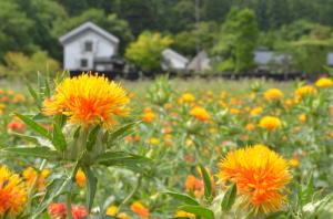 手前に、みずみずしい葉を広げ、色鮮やかな黄色い花を咲かせたたくさんの紅花と、奥には旧柏倉家住宅の黒塀や二階建ての蔵が写っている写真