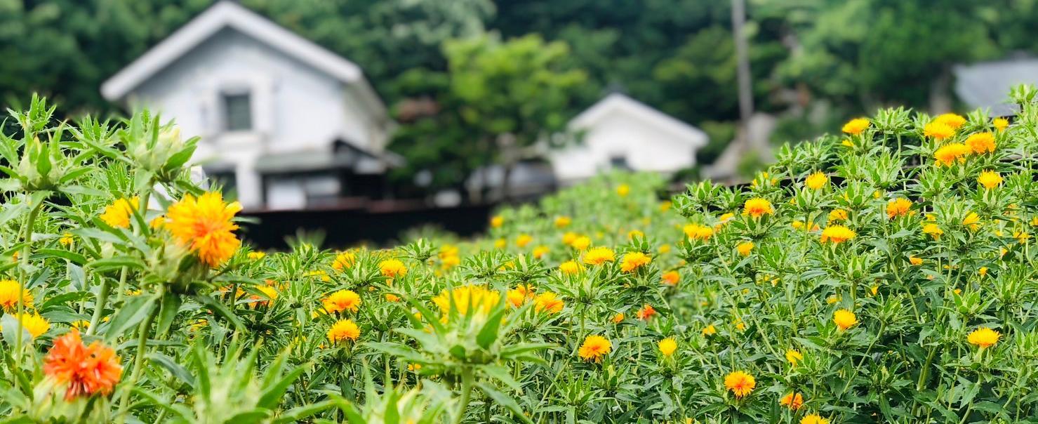 柏倉家の紅花畑