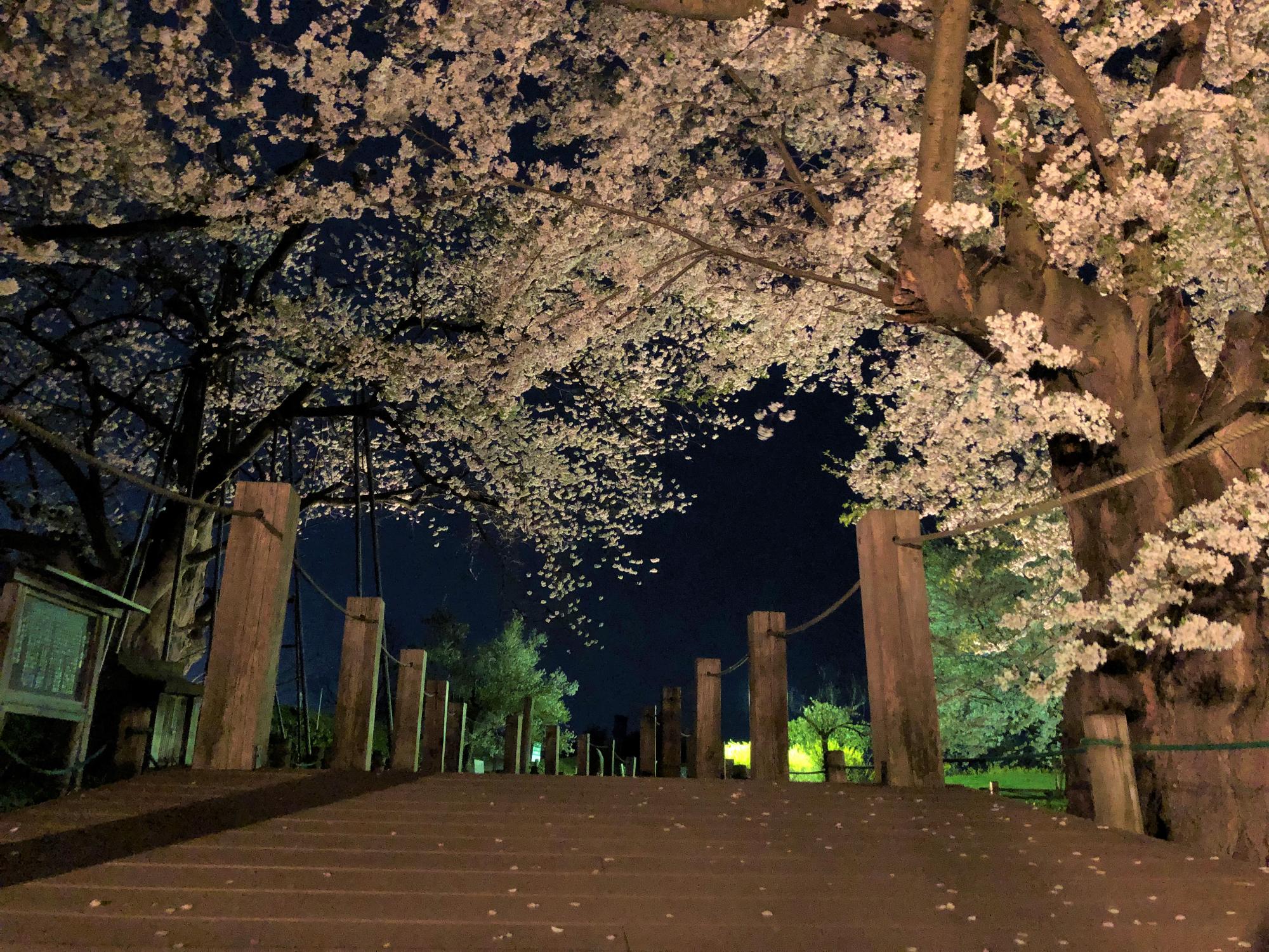 お達磨の桜公園ライトアップ