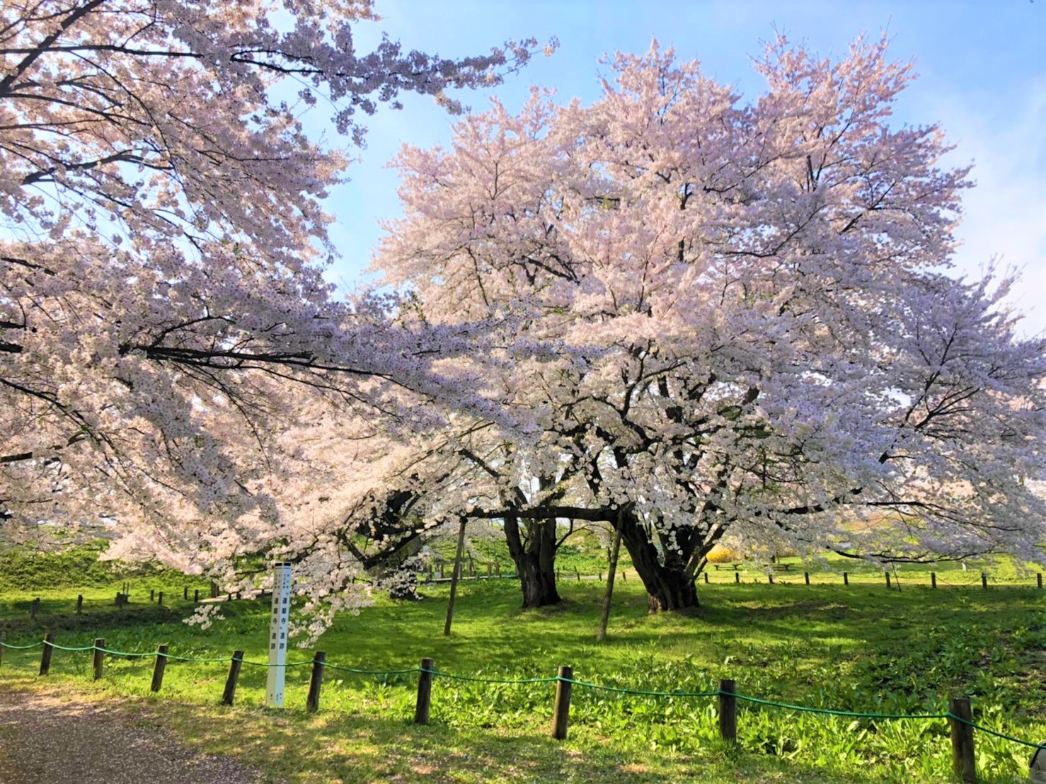お達磨の桜公園内ソメイヨシノ