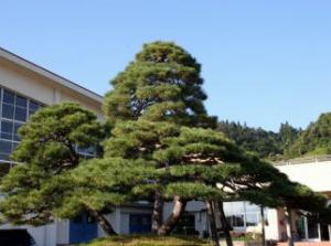 晴天の青空の下、校舎をバックに大きく美しく調和した3本の松の木が植えられている見事な「誉の松」の写真