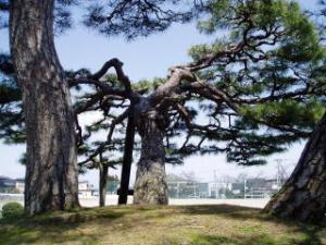 校庭のグラウンドを背景に中央の松の木は四方に枝が広がっおり、両側の太い幹部分を撮影した松の木の写真