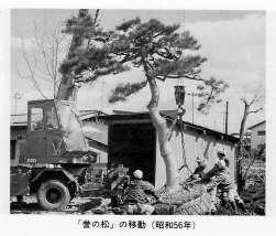 3名の作業員が松の木の側で見守りながらクレーン車で「誉の松」を移動している昭和56年当初の写真