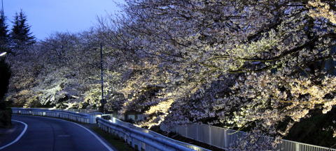 ライトアップされた満開の桜の木々が小学校沿いにある道路の側まで伸びてきており、まるでトンネルのようにアーチ状にどこまでもつづいているところを道路脇から撮影した写真