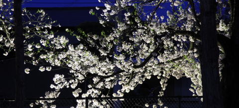 夜に、四方の枝から桜の花が咲き誇っているところがライトアップされ、フェンスの手前から撮影した写真