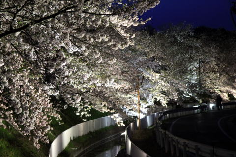 白いフェンスとフェンスの間に用水路のようなものがあり、その2つのフェンスを越えて学校沿いにある歩行者道路まで枝が伸びてきており、まるで桜のカーテンのように覆いかぶさって咲いているところを撮影した写真