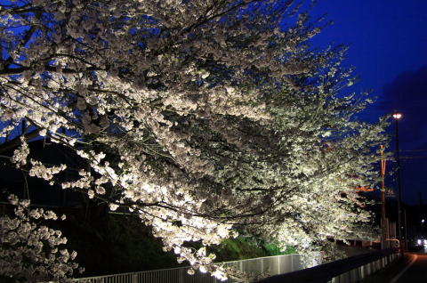 ライトアップされた満開の桜の木が小学校沿いの歩行者道路を越え車道まで届きそうなところを、四方の枝から伸びている桜の木々をメインに撮影した写真