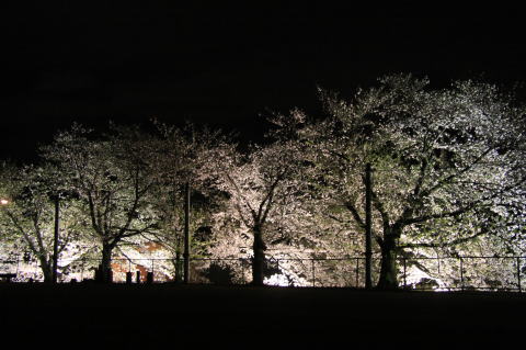 夜にライトアップされた大小さまざまな満開の桜の木々を遠写した写真