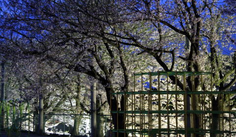 ジャングルジムがある後方にフェンスが続いており、そのフェンスと並行して満開の桜の木々たちが植えられているところをライトアップされている写真