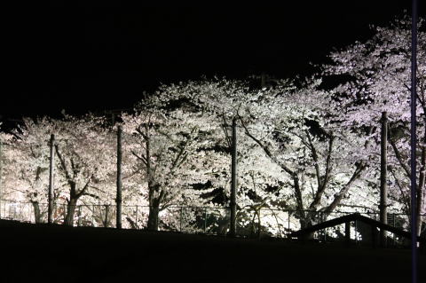 真っ暗な場所に満開の桜の木々だけがライトアップされている幻想的な風景の写真