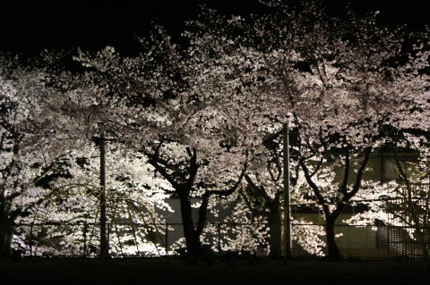 ライトアップされたピンク色の桜と木の幹の陰影のコントラストが美しい写真