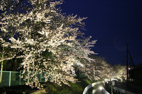 校庭のフェンスを越えて桜の木が飛び出してきている様子を撮影した写真