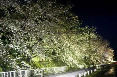 後方に緑のフェンス、手前に白いフェンスがあり、そのフェンスを越えて桜が 四方の枝から沢山咲いているところをライトアップされた写真