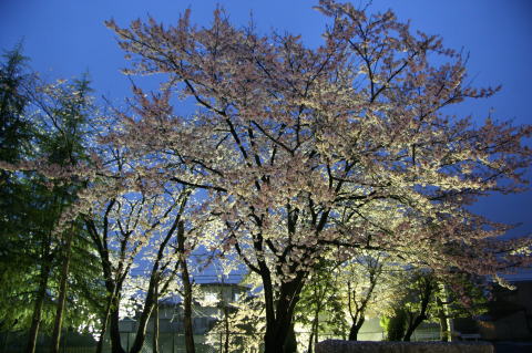 左側に2本の樹木があり、それよりもひと際目立っている1本の桜の木をメインに撮影した写真