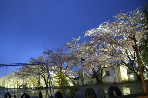 遊具やタイヤがあるグランドの中央に水たまりがあり、ライトアップされた桜が校庭のずっと奥まで続いてる桜並木の写真