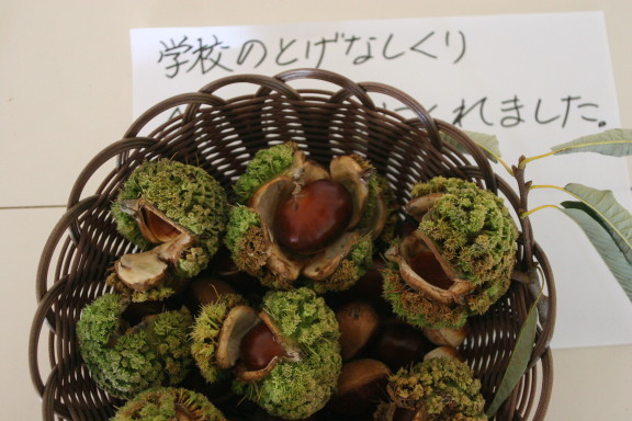 殻斗が少し割れて開いた状態の沢山のとげなしくりが籠いっぱいに入っており、籠の下に児童の書いた手紙が添えられている写真