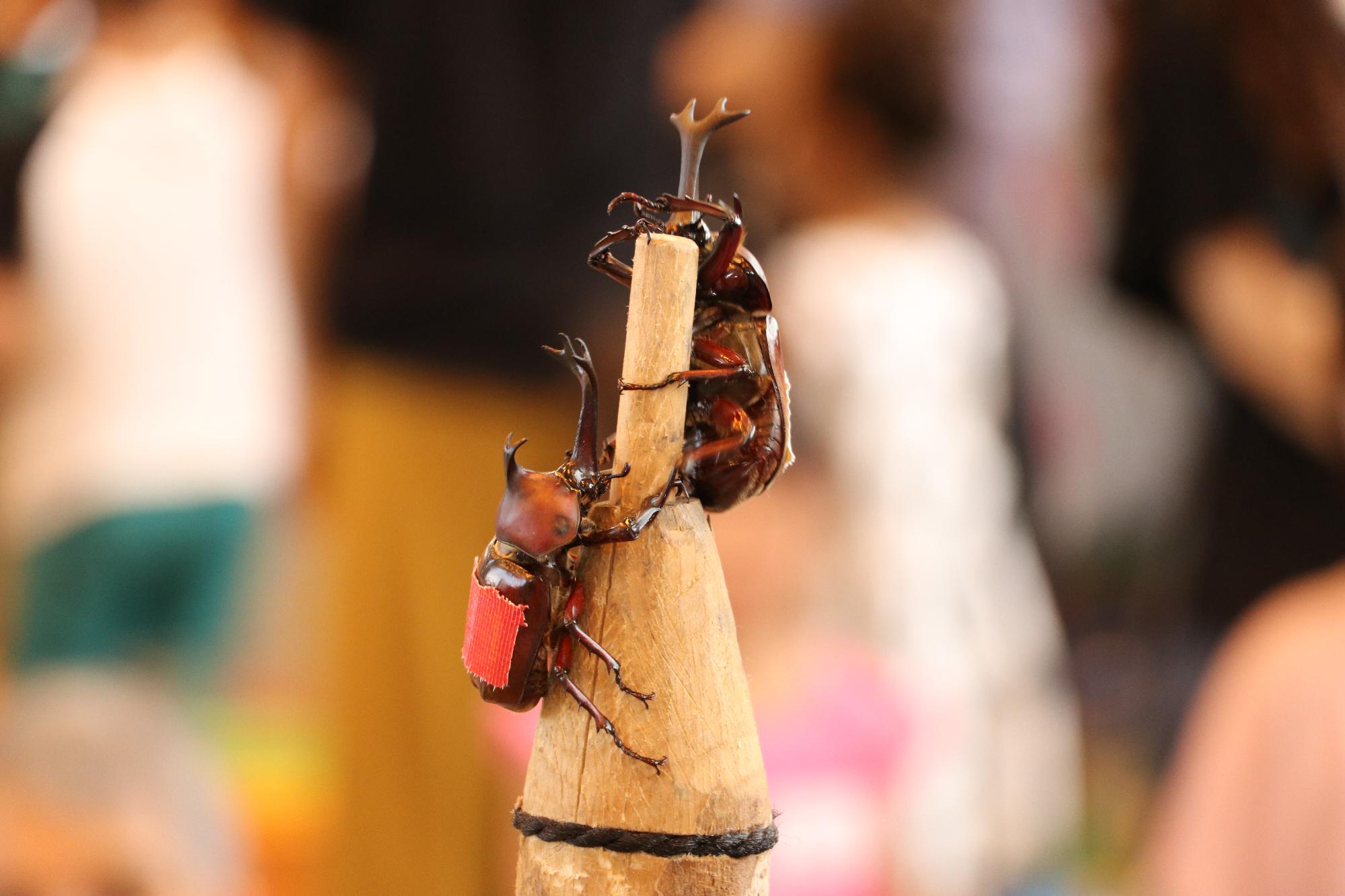 鉛筆状に木を削って作られたかぶと虫相撲土俵上で、土俵横から背中に赤いテープをつけたかぶと虫が、土俵の頂上にいるかぶと虫を狙っている様子の背景のピントをずらした写真(かぶと虫相撲大会)