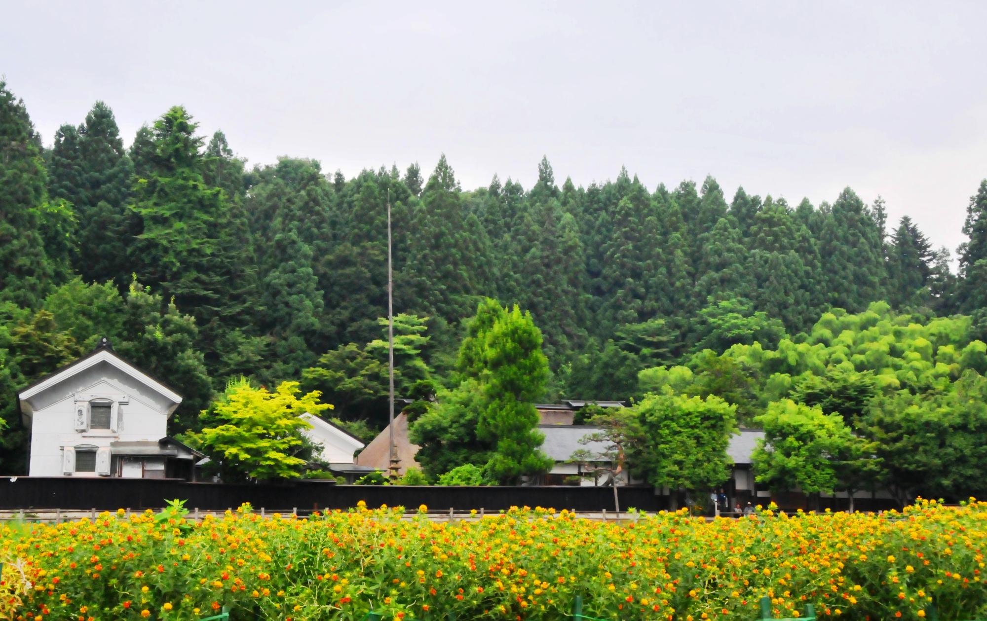 緑豊かな木々を背景に、黒い塀越しに白い蔵が見える旧柏倉家の住宅があり、手前には赤や黄色の紅花が咲き誇っている様子の写真